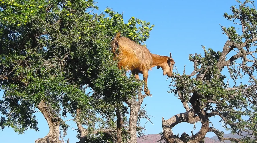 a brown goat climbing an argan tree