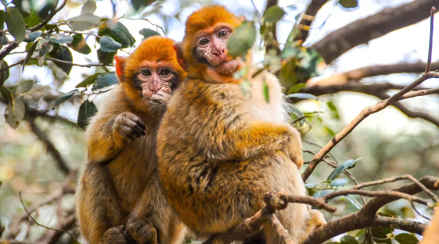 Berber macaque monkeys in cedar forest during Grand Morocco Trip