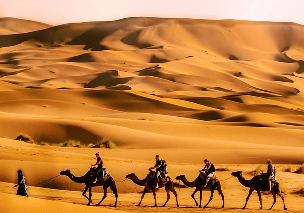 Camel trek in the Sahara desert