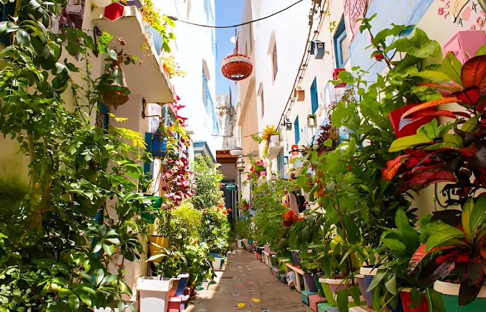Morocco tours from Tangier through colorful medina streets with plants and traditional architecture
